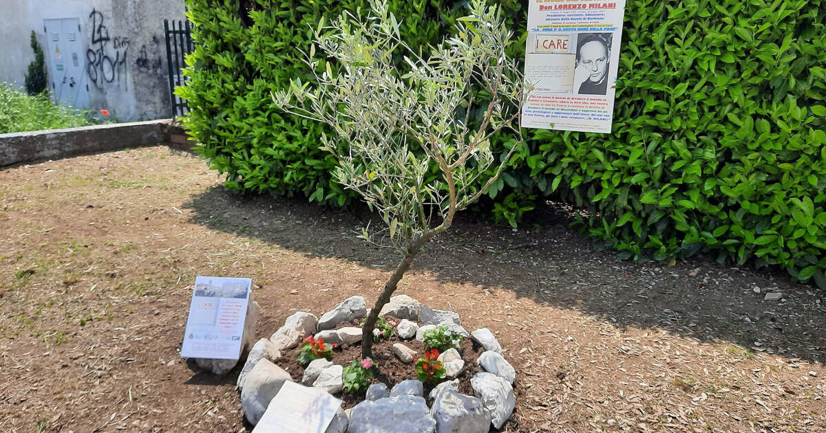 albero dedicato a Don Lorenzo Milani