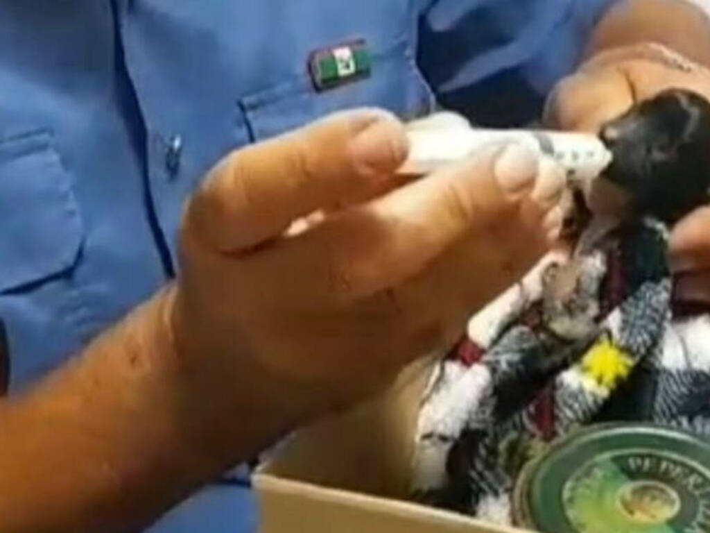 Carabinieri salvano tre cuccioli di cane appena nati e abbandonati Carabinieri salvano tre cuccioli di cane appena nati e abbandonati
