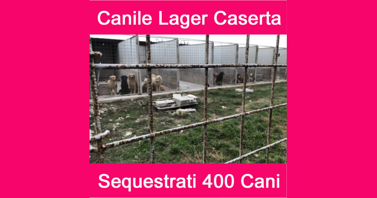 canile lager Casaluce