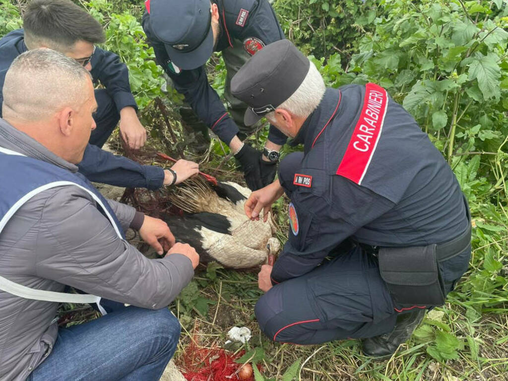 Cancello ed Arnone: i Carabinieri Forestale recuperano cicogna bianca in difficoltà