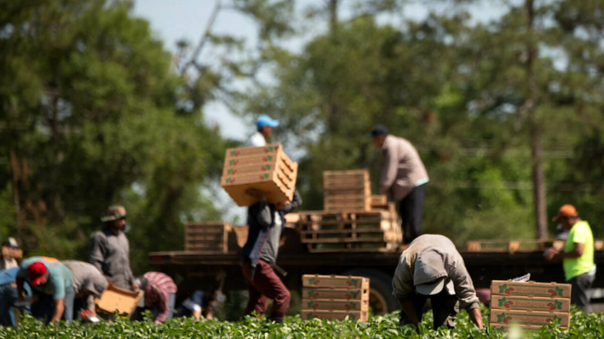 lavoratori stranieri agricoli