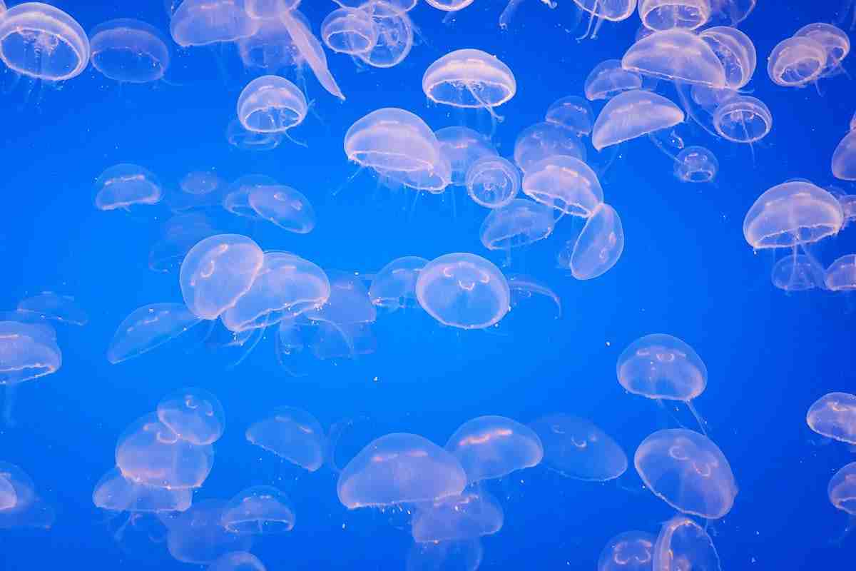 meduse