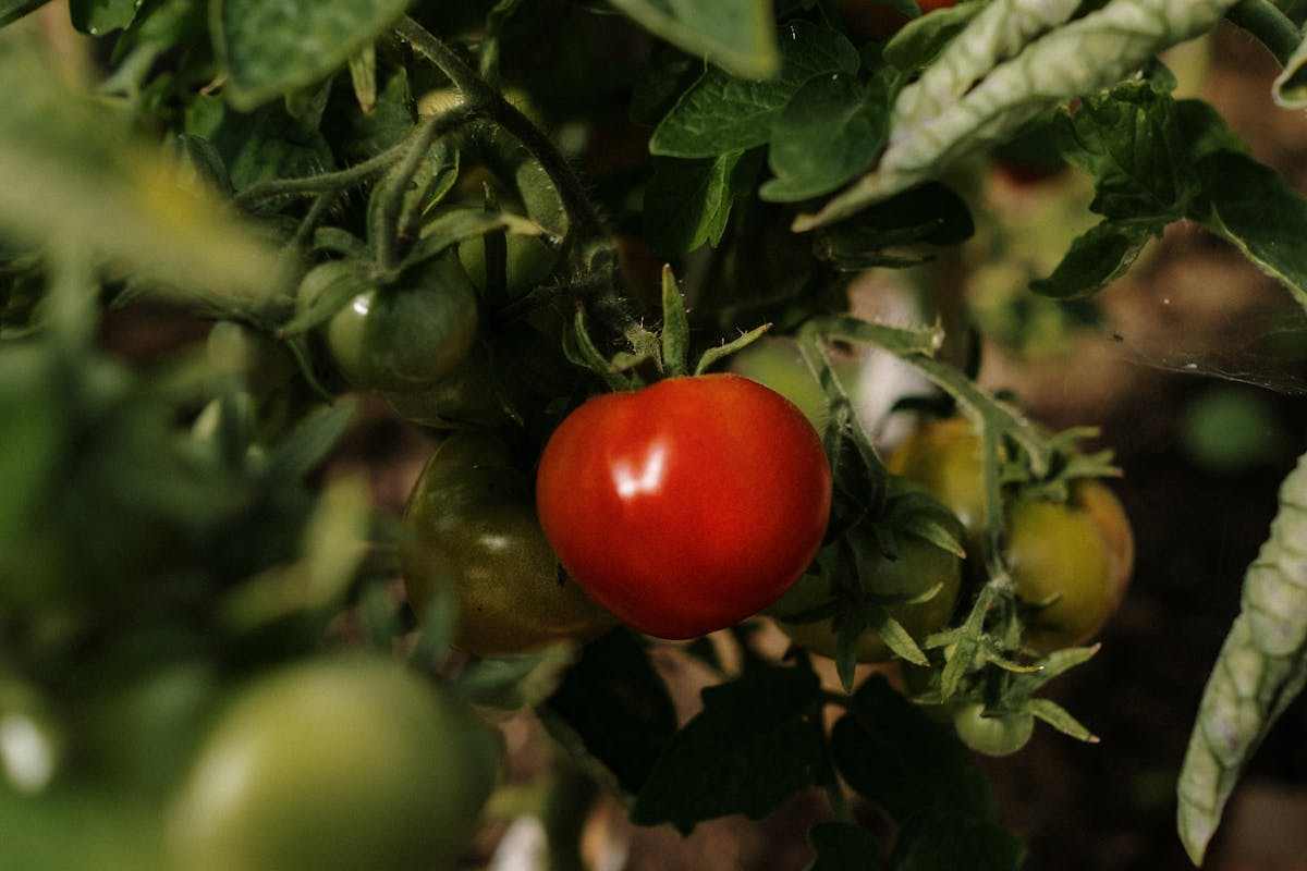 pomodoro