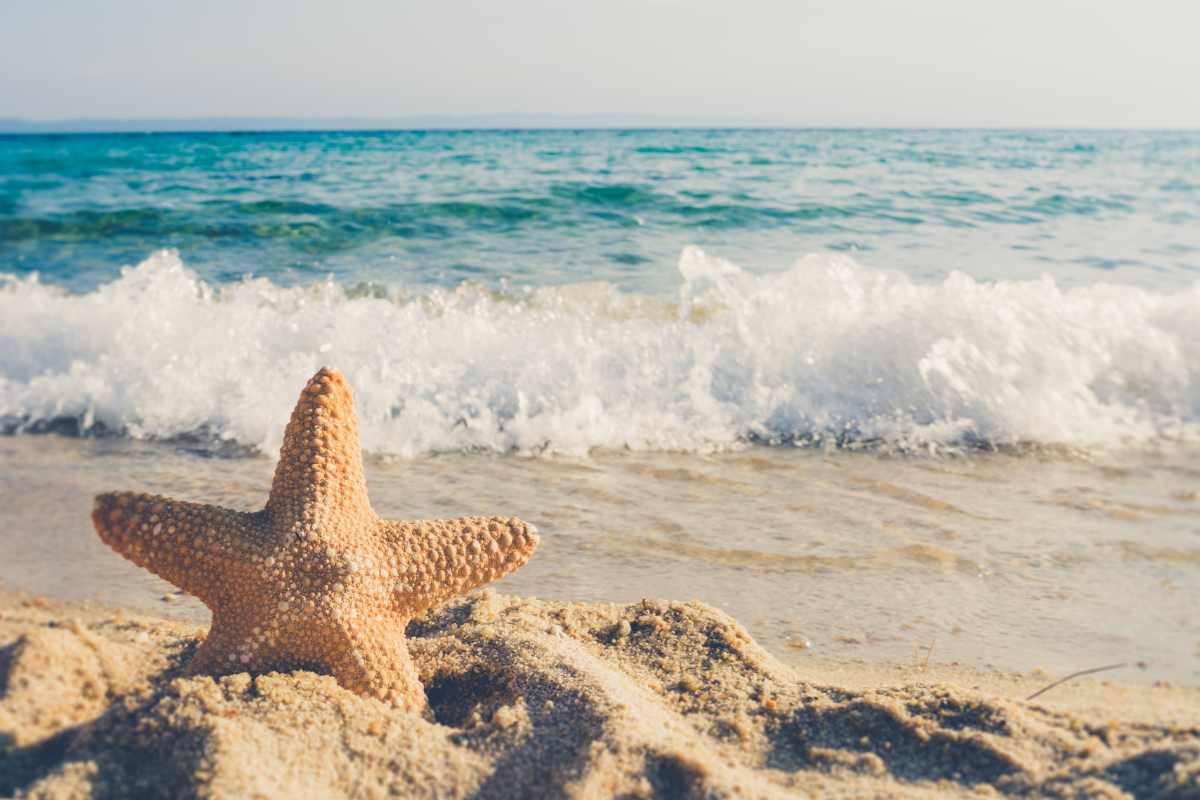 spiaggia e stella marina