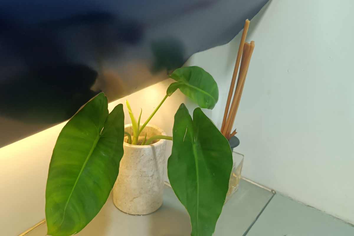 filodendro vicino a una finestra