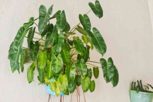 una pianta di filodendro