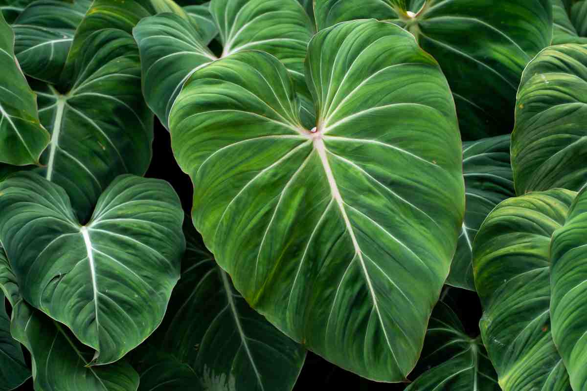 dettaglio delle foglie di filodendro